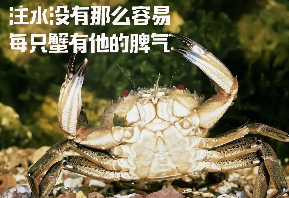 螃蟹小孔注水谣言背后的真相与成长力量探索