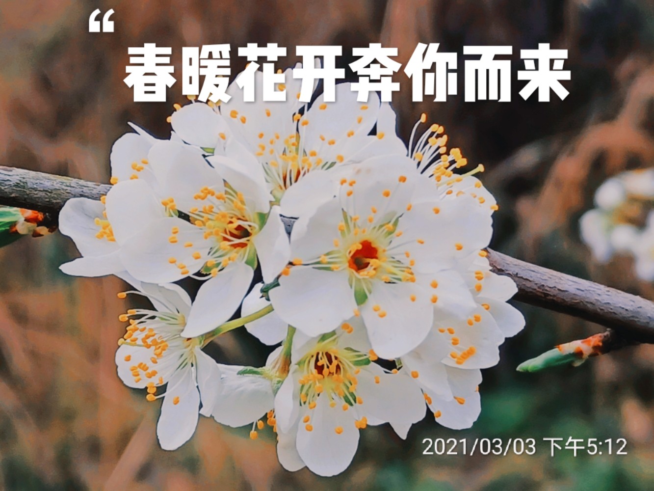 春暖花开吧有你最新地址分享，鲜花盛开的浪漫之地