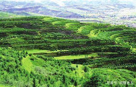 退耕还林到期政策最新动态，背景、影响及地位分析
