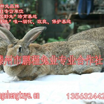 游艺用品 第17页